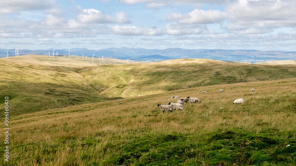beautiful green scenery of Scottish hills with sheep grazing