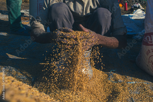 Farmer holding rice grains after gathering  and storing it inside a metal container during the Pokhara rice production harvest in Nepal.