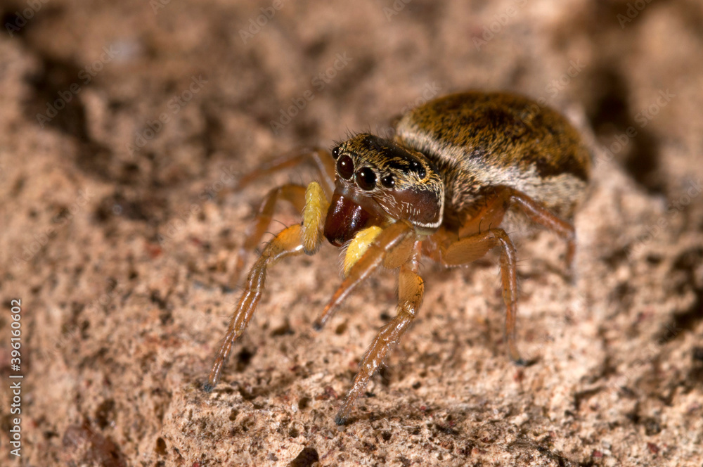 Jumping spider (Heliophanus tribulosus) Jumping spider (Heliophanus tribulosus)