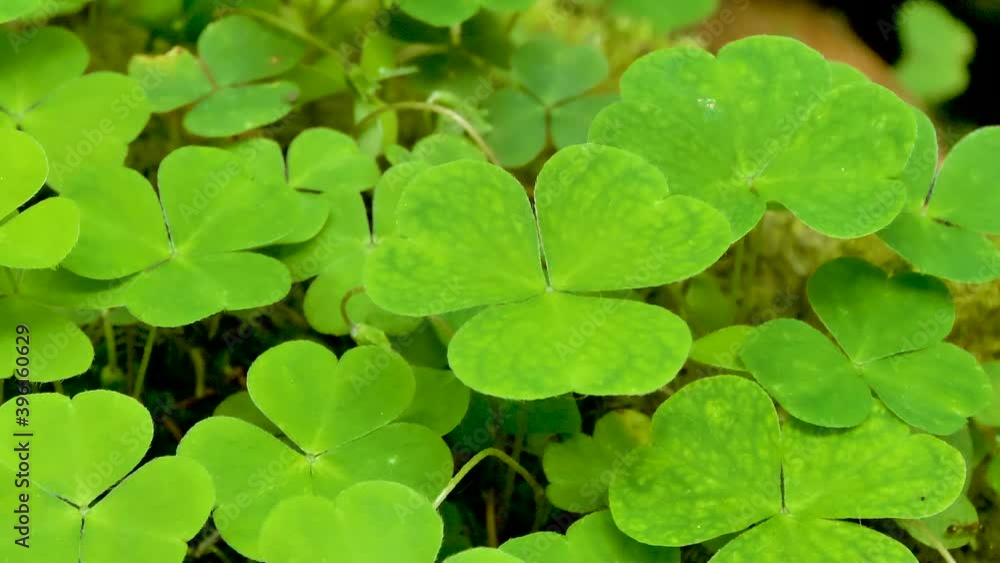 Closer look of the tiny wood sorrel grasses found in the ground in the forest in Estonia Closer look of the tiny wood sorrel grasses found in the ground in the forest in Estonia