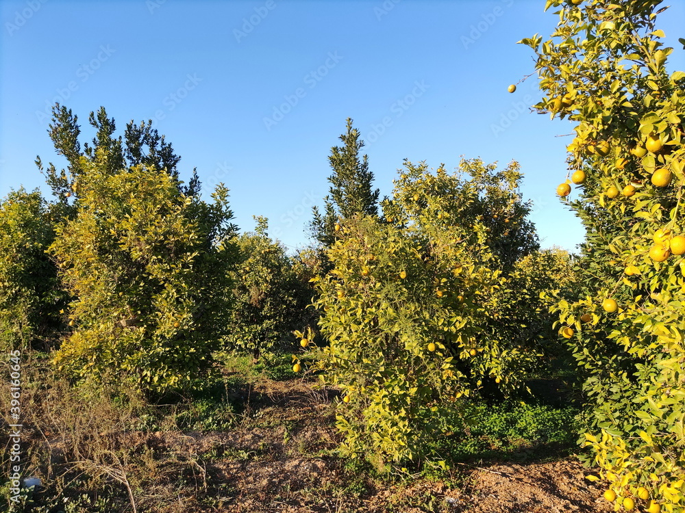 Fototapeta premium Orange's plant