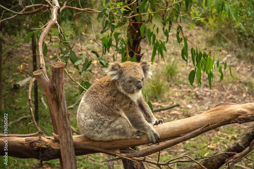 Fluffy koala on eucalyptus tree in Australia © Nigar