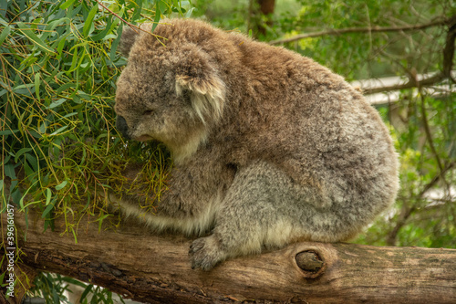 Fototapeta Naklejka Na Ścianę i Meble -  Fluffy koala on eucalyptus tree in Australia