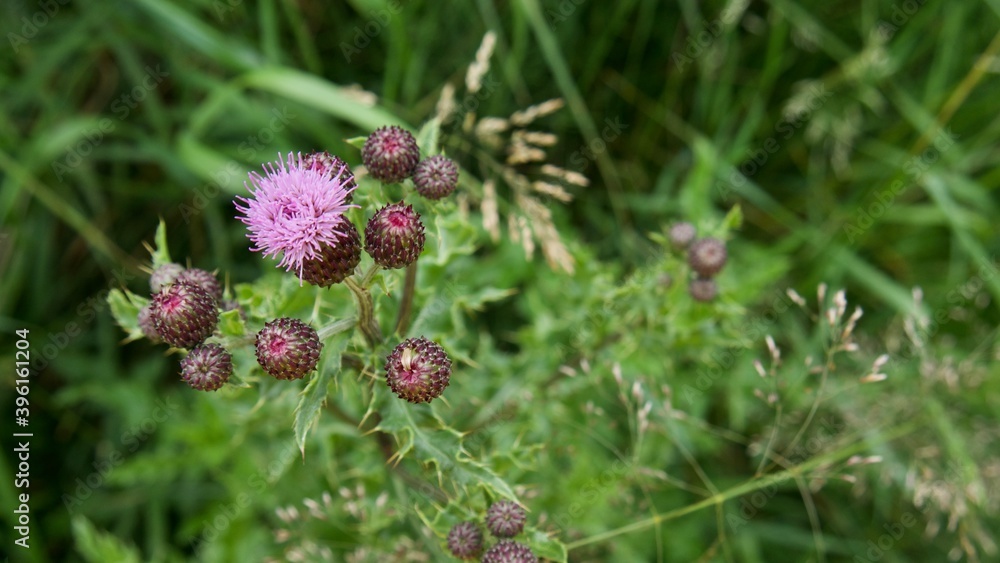 small violet thistle flower bunch getting ready to bloom small violet thistle flower bunch getting ready to bloom