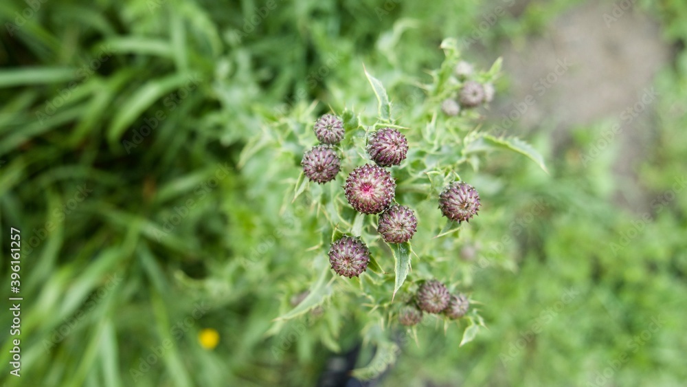 Unopened small thistle flowers with vibrant green spiky leaves Unopened small thistle flowers with vibrant green spiky leaves