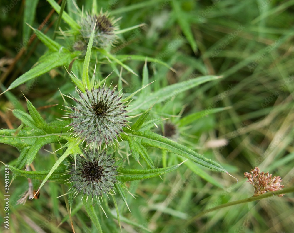Close photograph of colourless thistle flowers after rain Close photograph of colourless thistle flowers after rain
