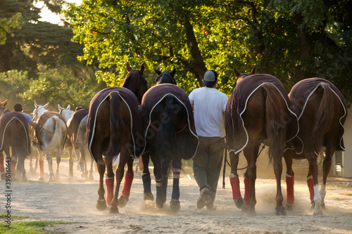petisero llevando de tiro a los caballos despues de un partido de polo  Stock Photo | Adobe Stock