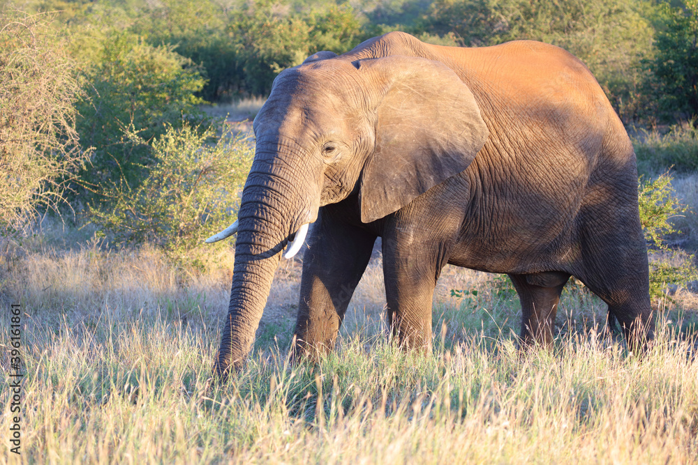 Obraz premium Afrikanischer Elefant / African elephant / Loxodonta africana