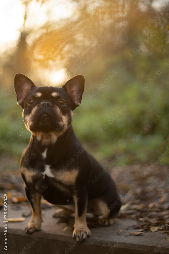 französische Bulldogge Hund im Sonnenuntergang französische Bulldogge Hund im Sonnenuntergang