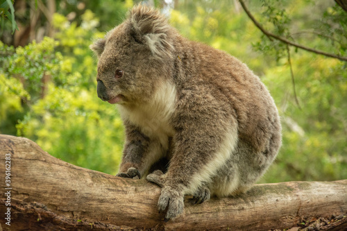 Fluffy koala on eucalyptus tree in Australia