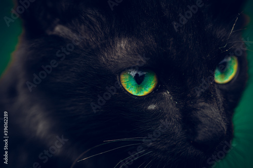 Black cat with vibrant green eyes pops in the dark, young small cat eyes sharp focused in front, intence looking angry closeup face only macro photo, like a charming devil's vision.