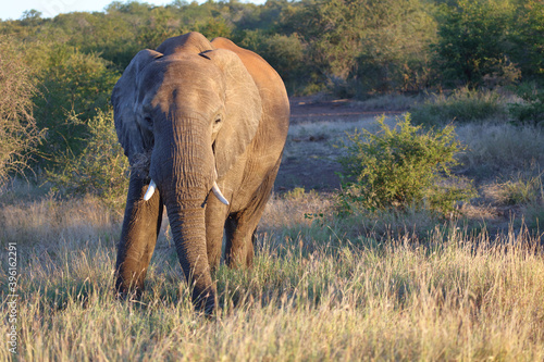 Afrikanischer Elefant   African elephant   Loxodonta africana