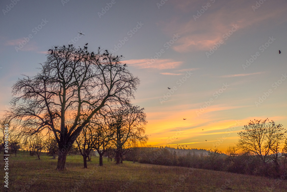 Fototapeta premium Krähen auf Baum nach Sonnenuntergang