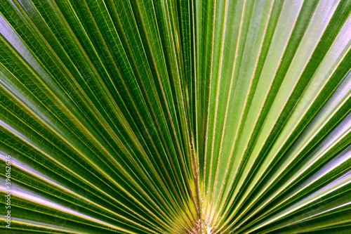 Abstract image of green palm leaf for background.