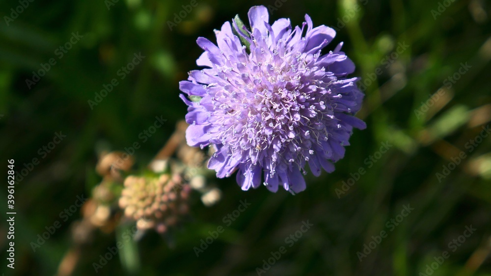 Closeup of beautiful purple flower knautia arvensis Closeup of beautiful purple flower knautia arvensis