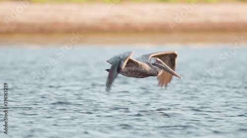 brown pelican takes off and flies along beach shore
