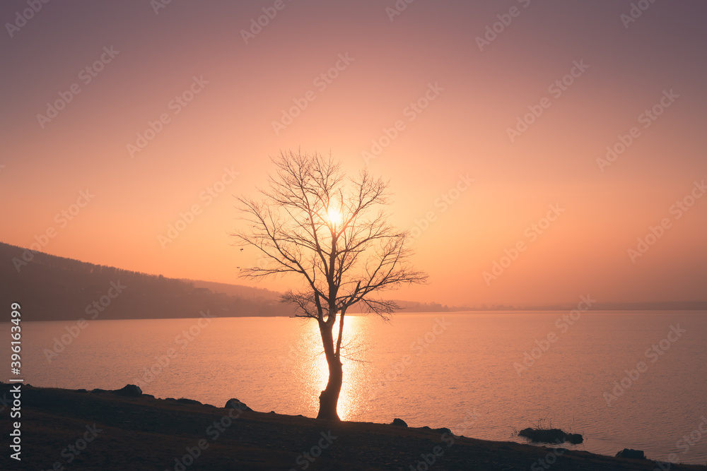 Tree on the shore of lake at pink misty sunset. Beautiful autumn landscape. South Ural, Russia.