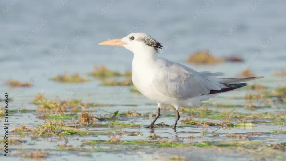royal tern on sea shore full of seaweed flies off in slow motion royal tern on sea shore full of seaweed flies off in slow motion