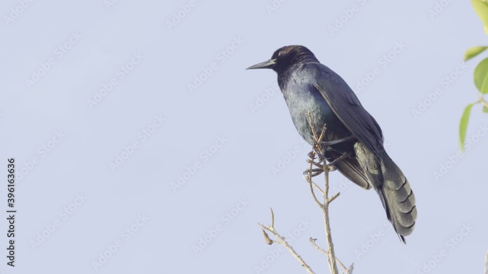 grackle calling while perched high on branch with blue sky in background grackle calling while perched high on branch with blue sky in background