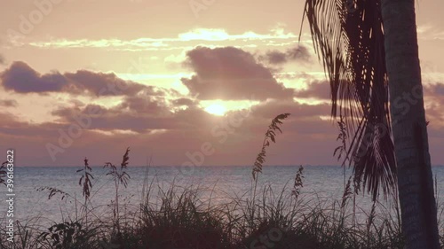 relaxing beautiful beach sunrise with palm tree and sea oats in foreground