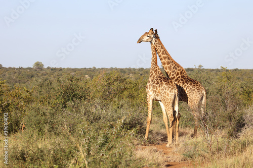 Photography Giraffe / Giraffe / Giraffa Camelopardalis