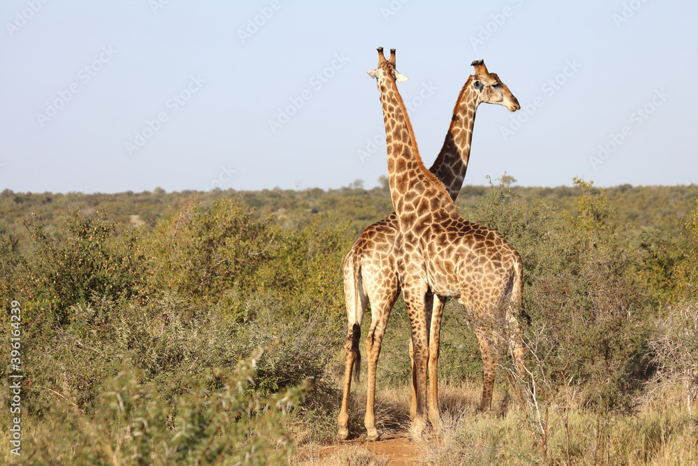 Giraffe / Giraffe / Giraffa Camelopardalis Giraffe / Giraffe / Giraffa Camelopardalis
