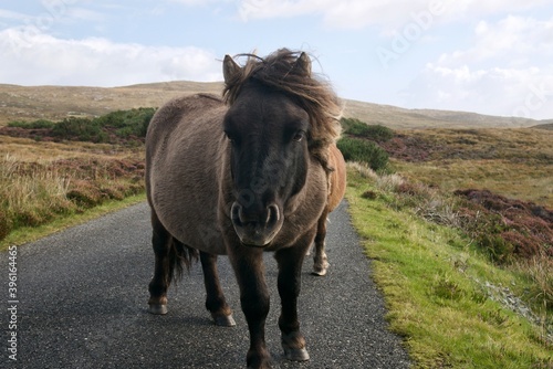 Dar brown wild pony standing in the middle of a road looking into the camera, South Uist