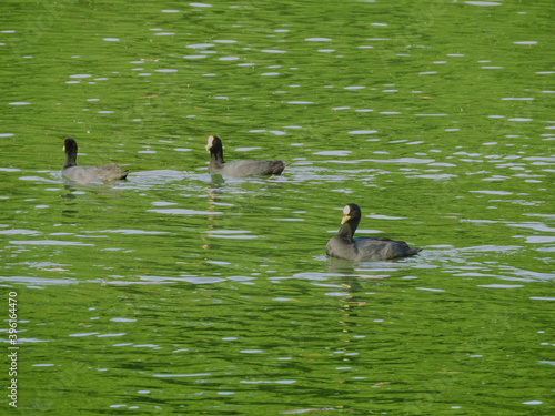 patos en los lagos de palermo