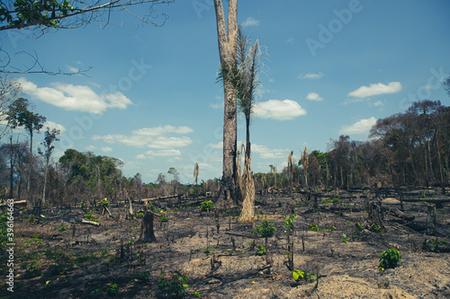 Burnt trees in a deforestation of native vegetation area at the Brazilian Amazon forest.