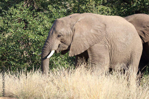 Afrikanischer Elefant   African elephant   Loxodonta africana.