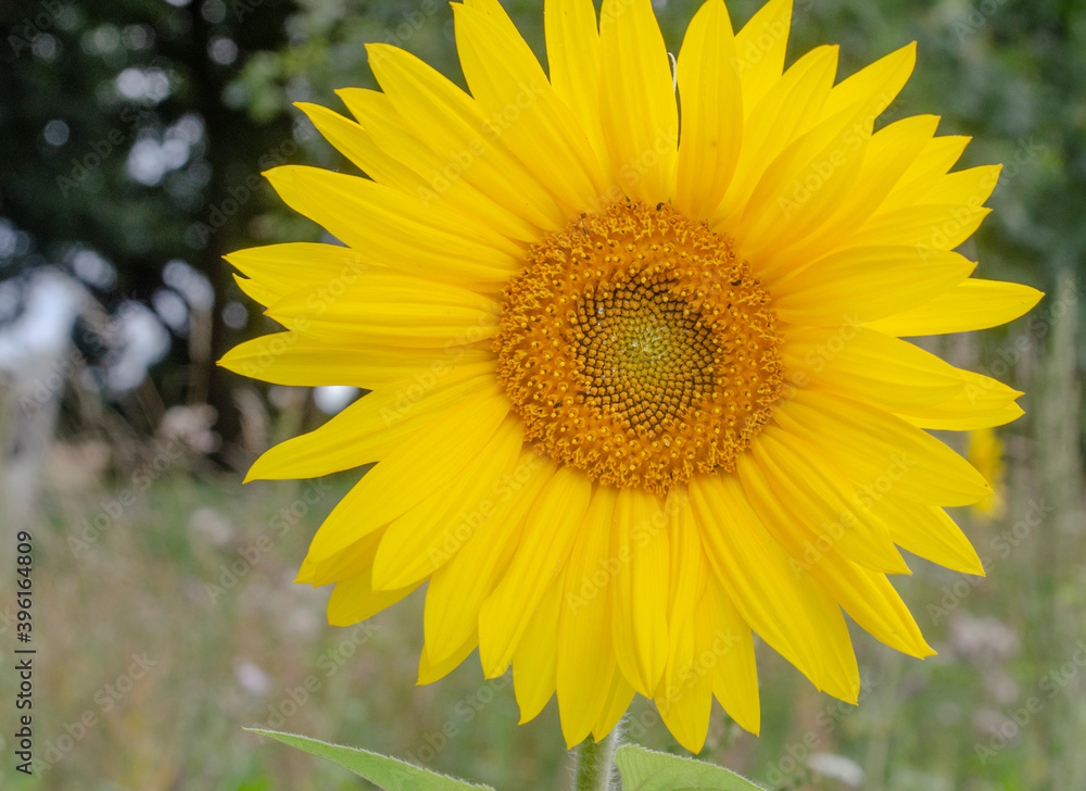 Die Sonnenblume, auch Gewöhnliche Sonnenblume genannt, ist eine Pflanzenart aus der Gattung der Sonnenblumen in der Familie der Korbblütler.