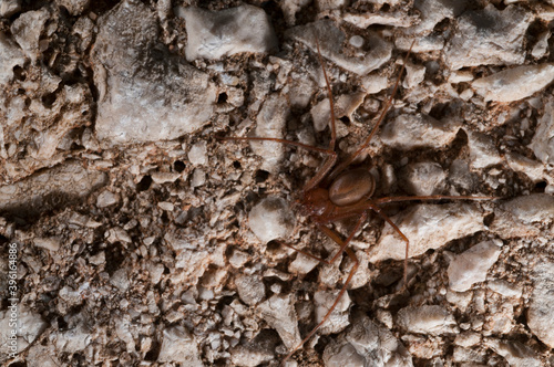 Mediterranean recluse spider (Loxosceles rufescens). Sardinia, Italy. photo