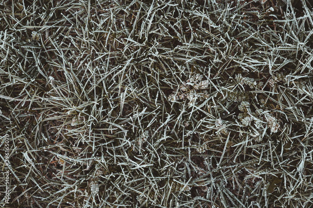 Von Eiskristallen und Raureif bedecktes grünes, gefrorenes Gras als Hintergrund Von Eiskristallen und Raureif bedecktes grünes, gefrorenes Gras als Hintergrund
