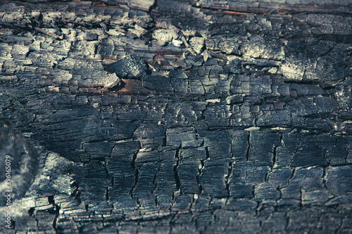 Burnt trees in a deforestation of native vegetation area at the Brazilian Amazon forest.