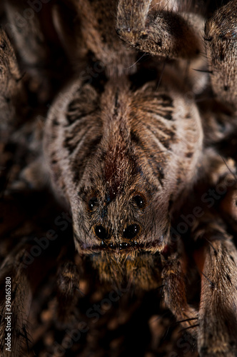 Wolf spider (Hogna radiata) portrait, apennines, Italy.