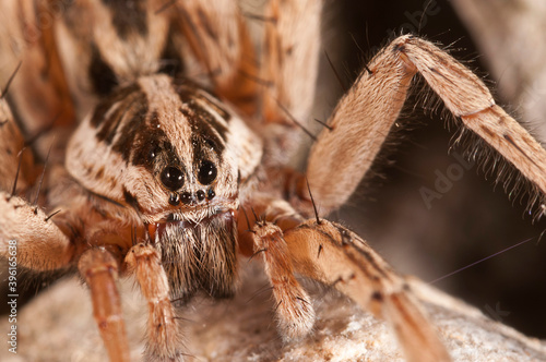 Wolf spider (Hogna radiata) portrait, apennines, Italy.
