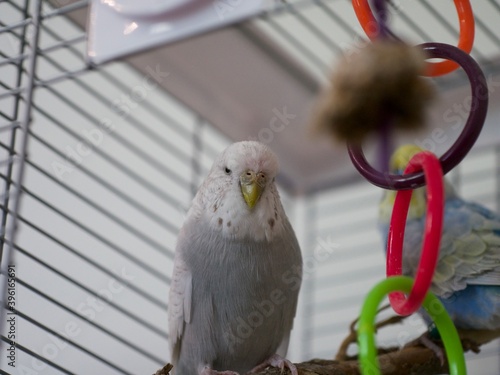 Grey and white female budgie  sit-in on a perch