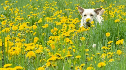 The white Labrador dog running on the ground with lots of yellow daisies on the field in Estonia