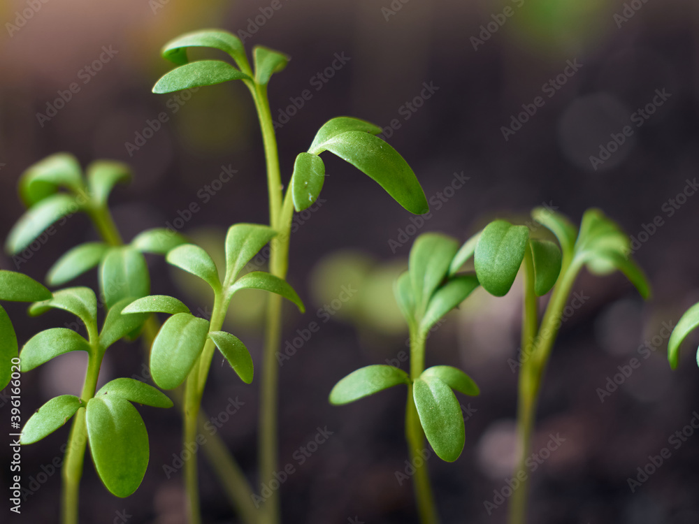 Sprouting seedlings in a box. Sprouting seedlings in a box.