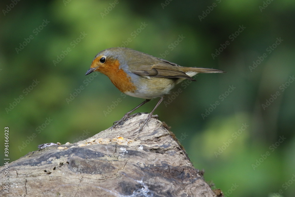 Eurasian robin feeding in the woods Eurasian robin feeding in the woods