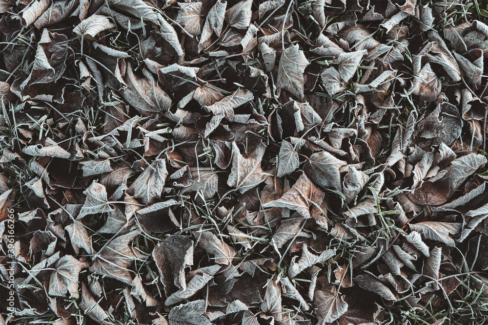 Von Eiskristallen und Raureif bedecktes braunes Herbstlaub und Blätter als winterlicher Hintergrund Von Eiskristallen und Raureif bedecktes braunes Herbstlaub und Blätter als winterlicher Hintergrund