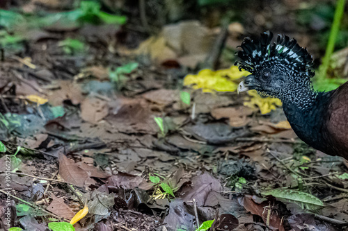 Beautiful close up view of a magnificent Pheasant  bird in the Volcano Arenal National Park in Costa Rica photo