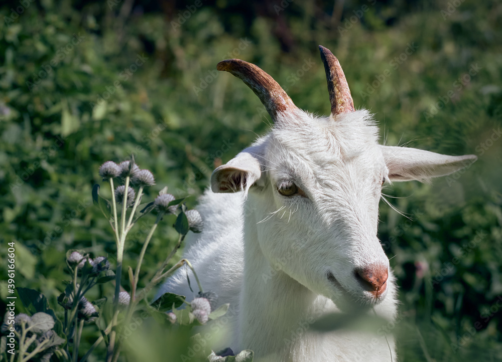 Portrait of a funny goat with horns