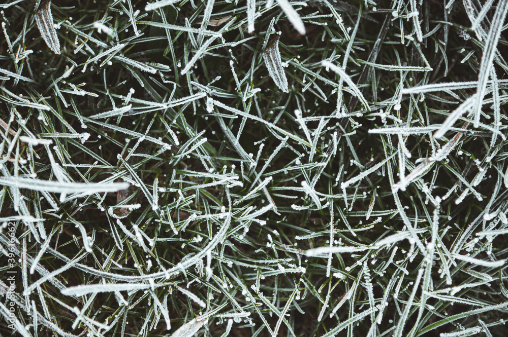 Von Eiskristallen und Raureif bedecktes grünes, gefrorenes Gras als Hintergrund Von Eiskristallen und Raureif bedecktes grünes, gefrorenes Gras als Hintergrund