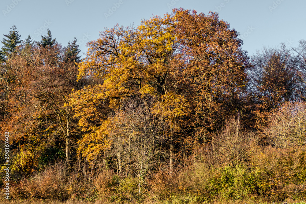 Herbstwald