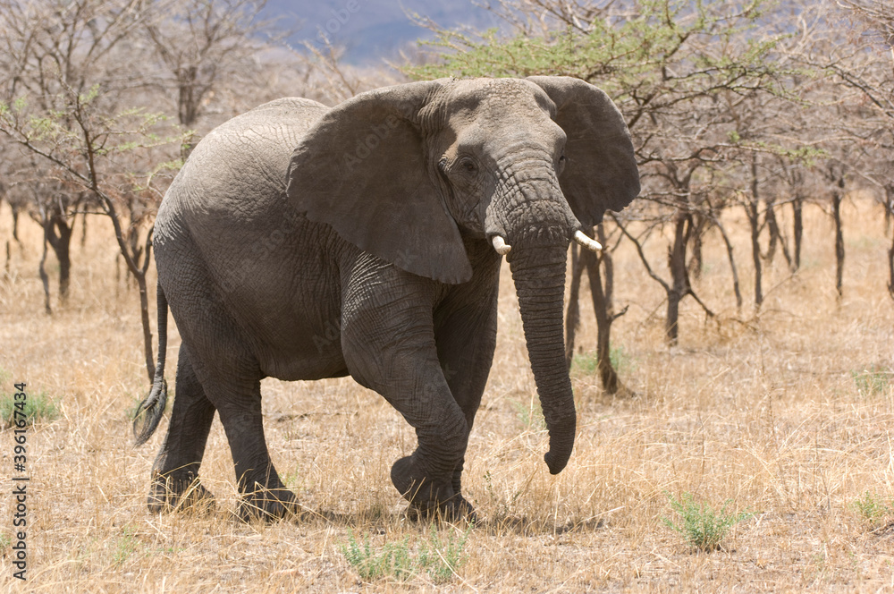 Obraz premium 14480001