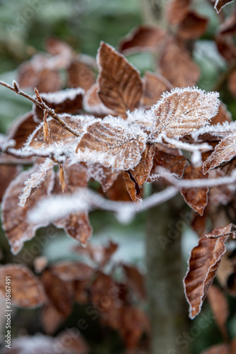 Nahaufnahme von fragilem und einzigartigem Raureif und Eiskristallen auf einem braunen herbstlichen Buchenblatt