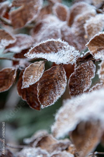 Nahaufnahme von fragilem und einzigartigem Raureif und Eiskristallen auf einem braunen herbstlichen Buchenblatt
