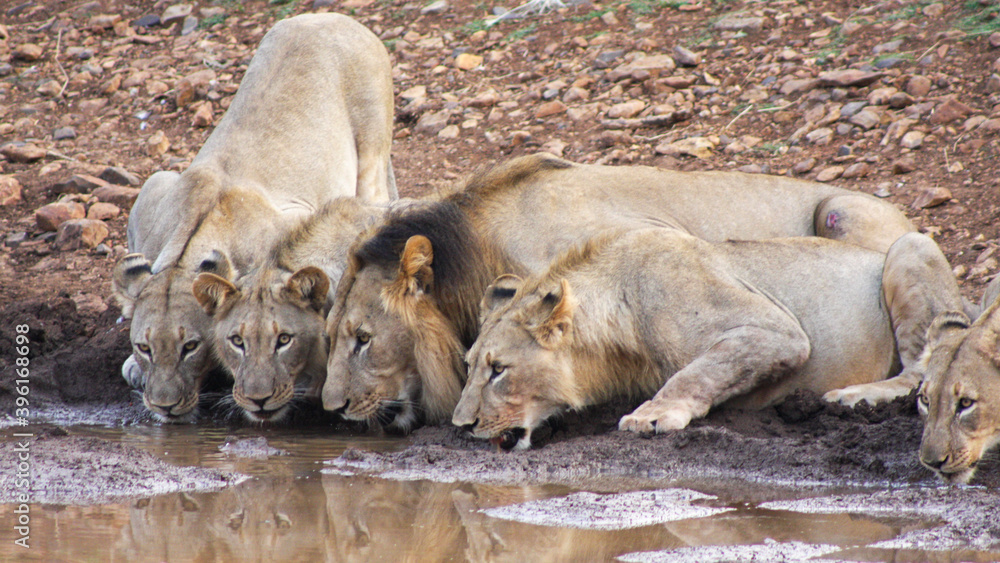 Obraz premium lions at waterhole