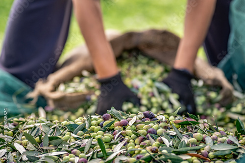 Harvested fresh olives in sacks in a field in Crete, Greece for olive oil production, using green nets.